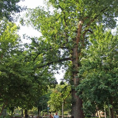Hangman's Elm
