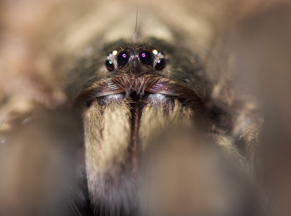 This 'Satan' Spider Turned Out to Be a Real Teddy Bear