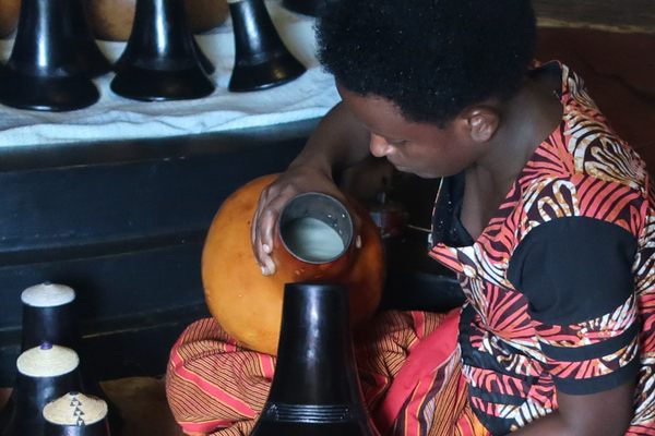 Making Eshabwe from Ankole Cow Milk with Bahima Tribe, Igongo Cultural Center
