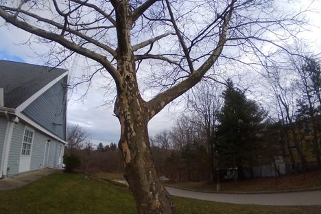 Holliston Moon Tree
