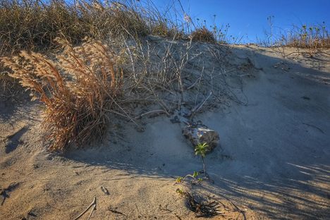This tree was placed a few years ago, and was recently uncovered by a storm. 
