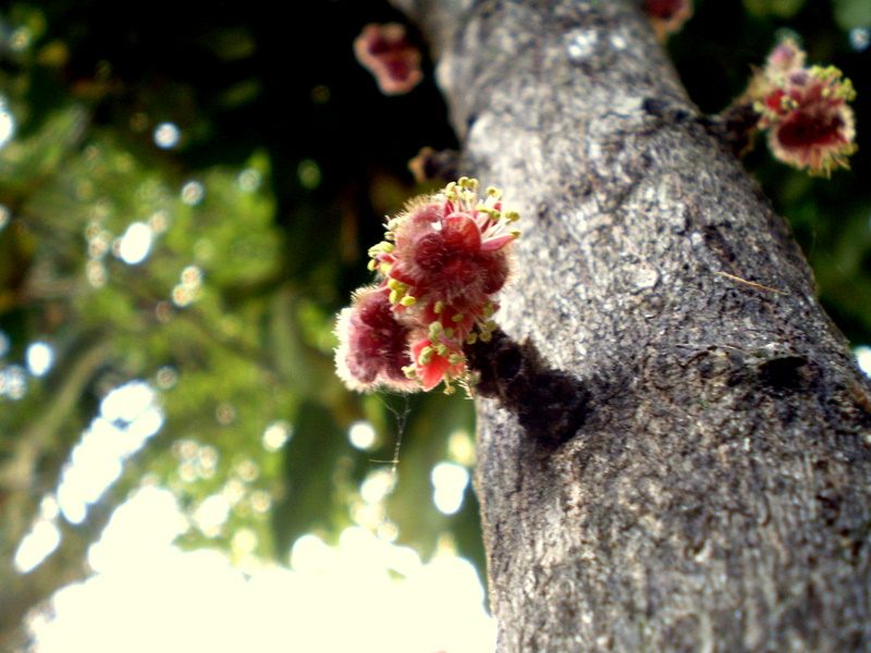 Towering Davidson plum trees grow tufted, otherworldly flowers and fruits from their trunks. 