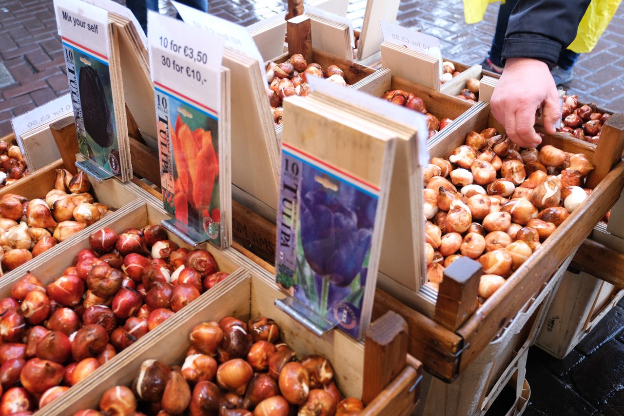 Tulip bulbs for sale at the Amsterdam Flower Market.