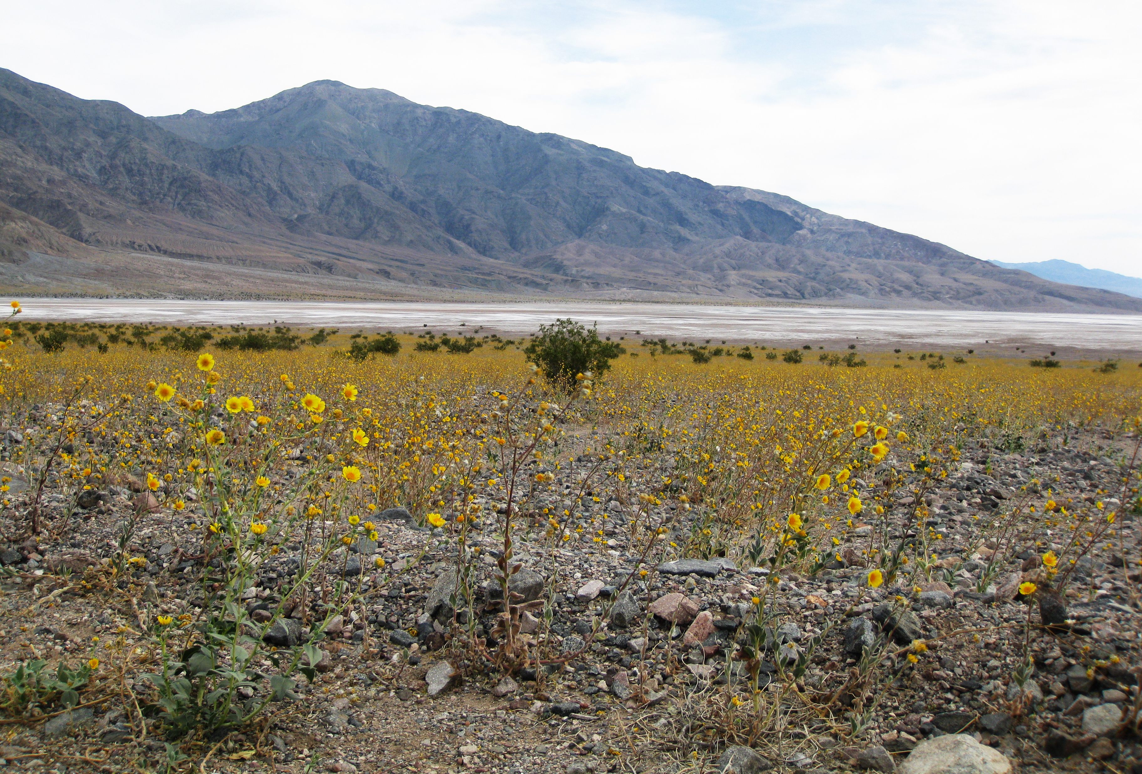 Desert gold flowering in the 2016 Death Valley superbloom.
