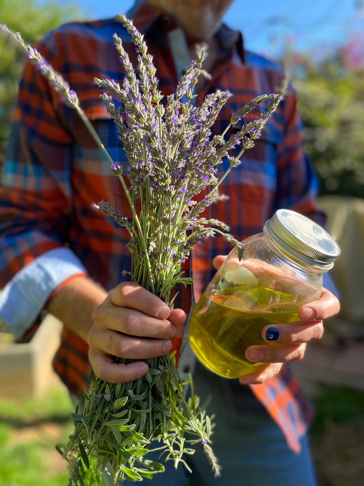 To learn first-hand about healing with plants, Shorter practices medicinal recipes in his own garden. Pictured is this year's lavender harvest with the oil made from last year’s harvest.