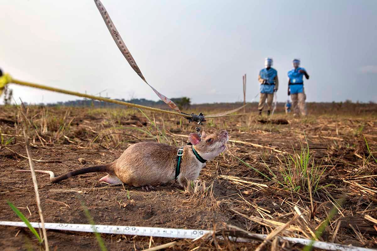 A HeroRAT is trained to find landmines.