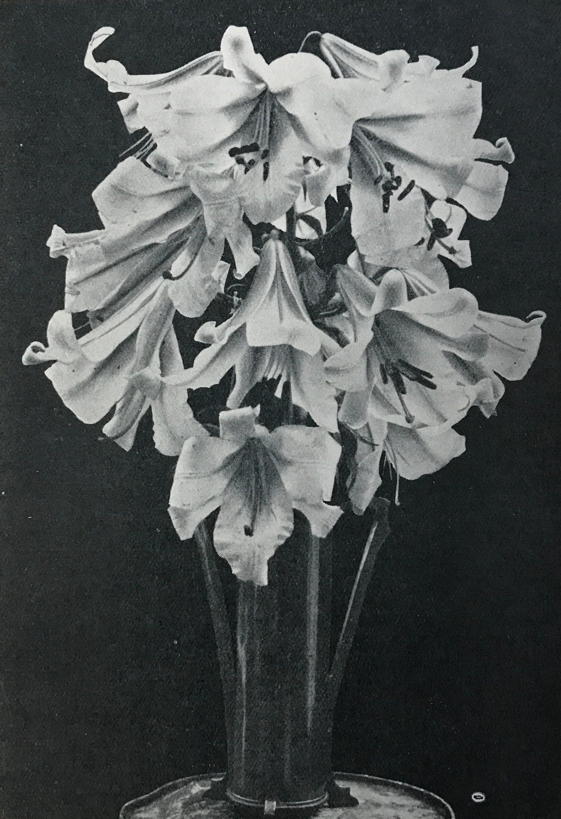 A true George C. Creelman lily, close up. 