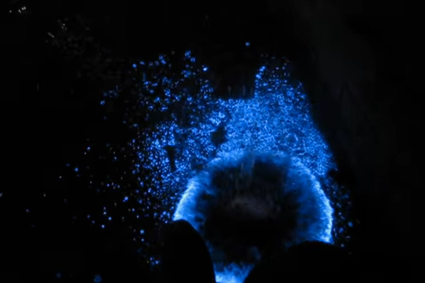 Bros Discover The Crazy Wondrousness of Bioluminescence