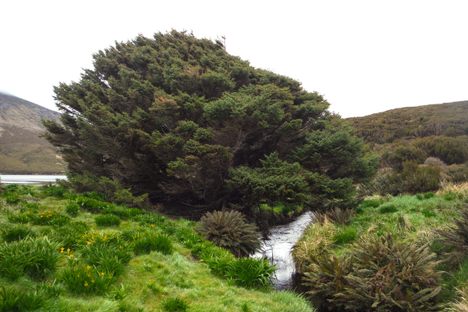 This Sitka spruce, sometimes called "The World's Loneliest Tree," contains hard evidence of humans' outsized influence on the planet.