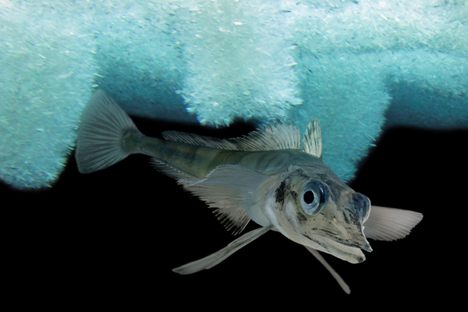 In Antarctica, the aptly-named icefish survives extreme cold thanks to an unusual suite of anatomical oddities.