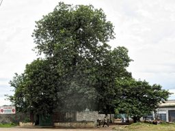 The Ndola Slave Tree.