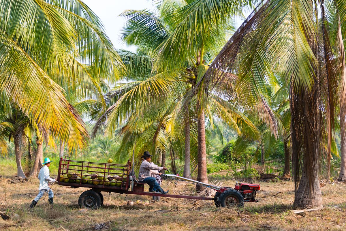 Thap Sakae is coconut country.