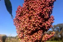 The goal is to repatriate Coral Sorghum to the local Shilluk people once the Sudanese Civil War ends and they regain their land. 