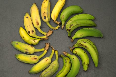 A selection of Gros Michel bananas, grown in Florida.