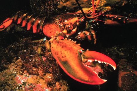 American Lobsters Crossing Atlantic to Annoy Europe