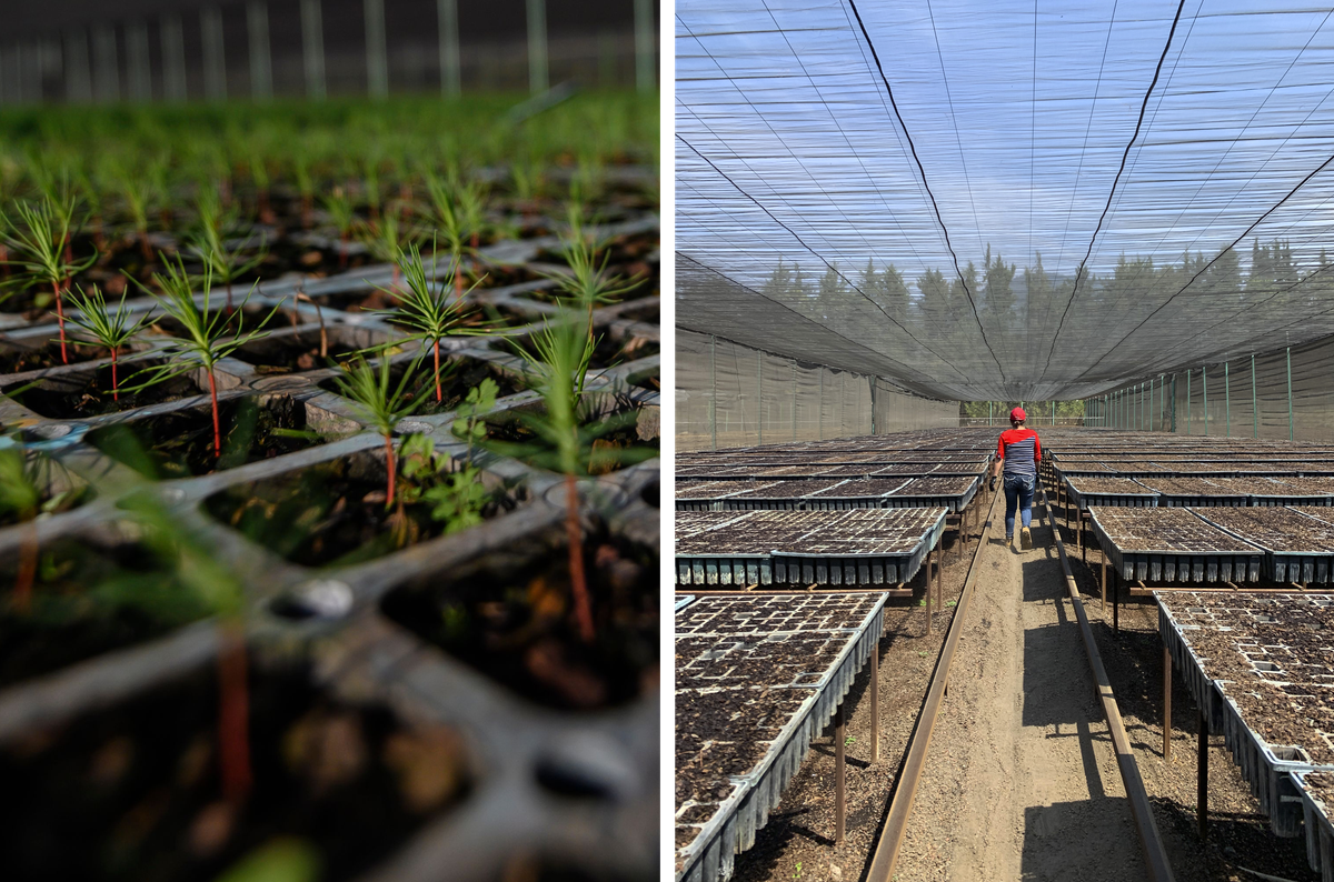 A community-run greenhouse in Cherán provides a new generation of trees for the recovering ecosystem and steady employment for several locals, most of them women.