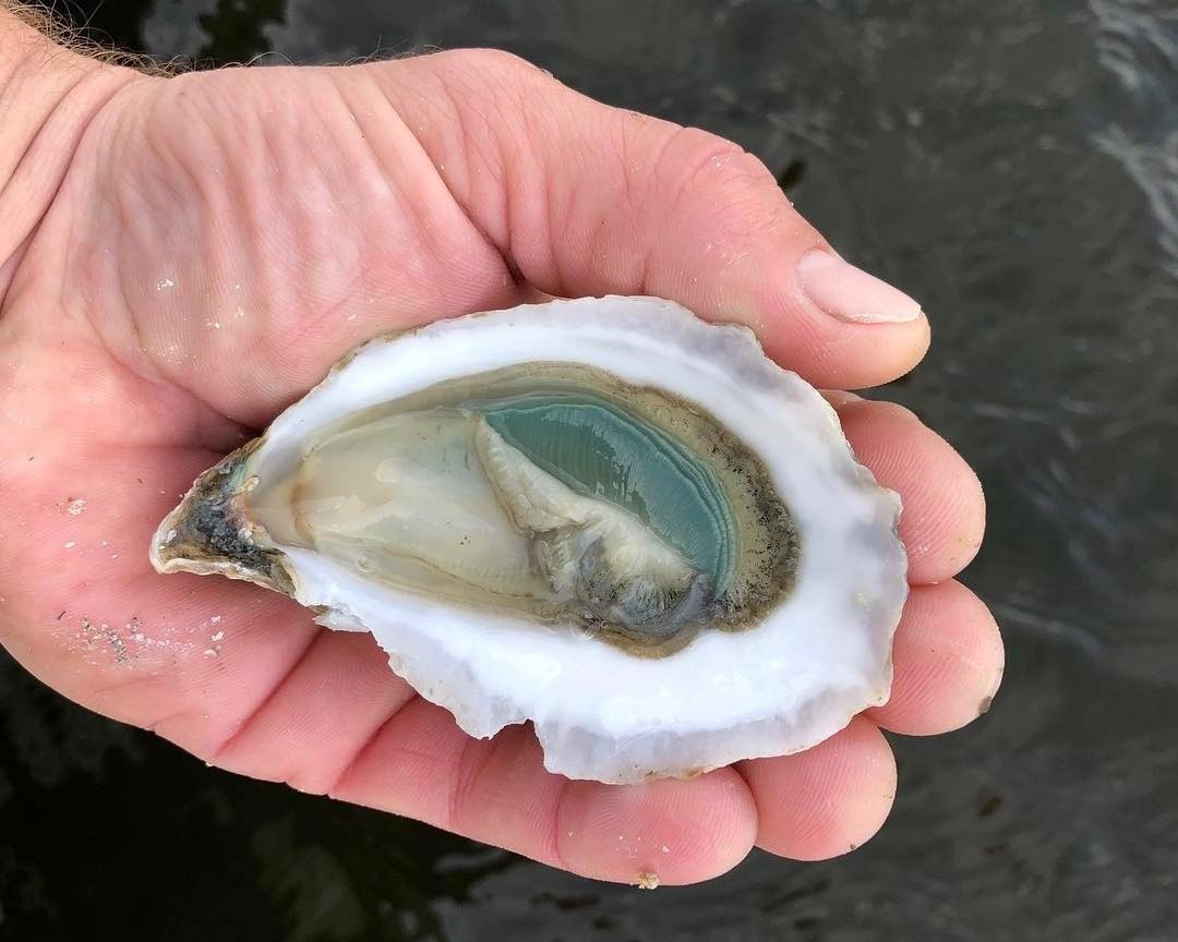 A Divine Pine oyster from N. SEA. Oyster Company in Topsail Sound, North Carolina.
