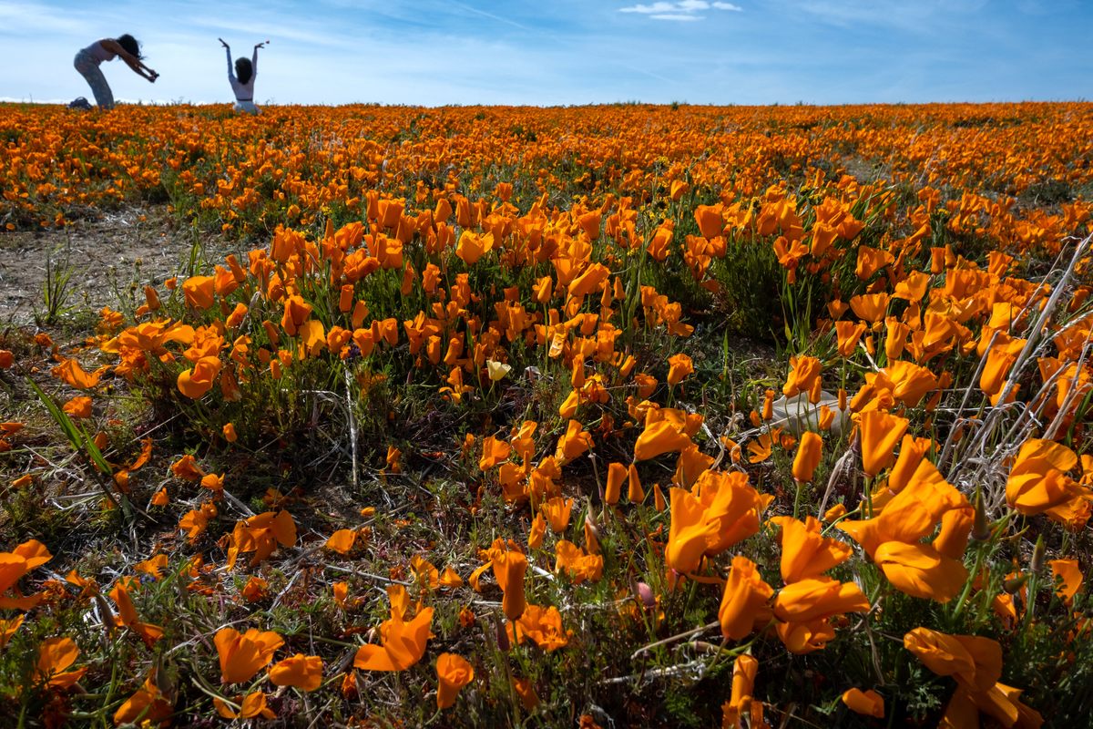 Two women take turns photographing each other in the flowers blanketing Antelope Valley California Poppy Reserve, a 1700-acre state park 50 miles north of downtown Los Angeles. In 2019, throngs of people flocked to the park, trampling poppies for the sake of a picture-perfect Instagram shot. One couple even landed a helicopter in the middle of the poppy fields. In subsequent years, officials have carefully monitored visitors coming to catch a glimpse of the wildflowers.