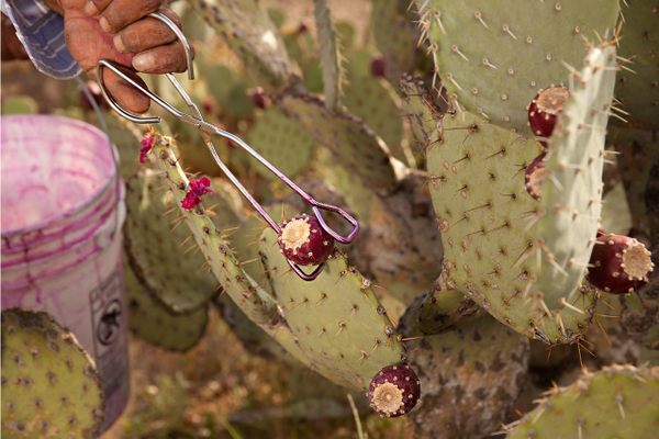 The cacti's fruit are also known as tunas.