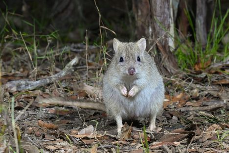 A northern bettong from a small population in Danbulla National Park in North Queensland.