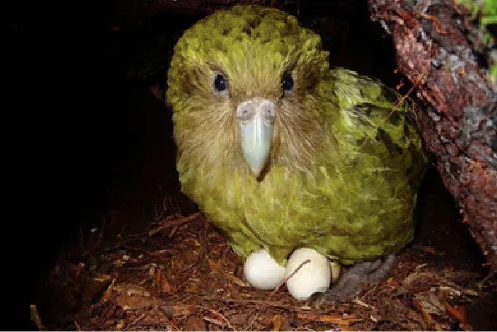 Kuia, one of New Zealand's 142 adult kākāpō, with her clutch.