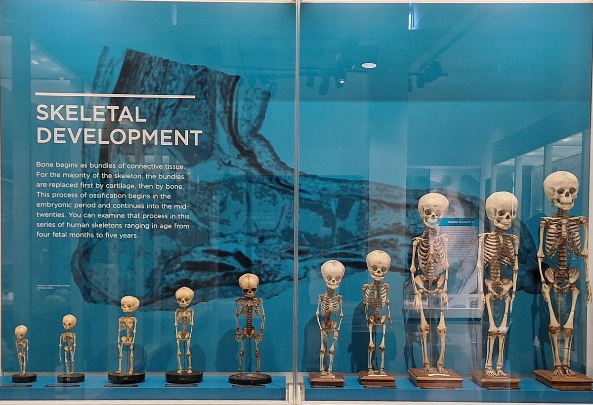 National Museum of Health and Medicine in Silver Spring