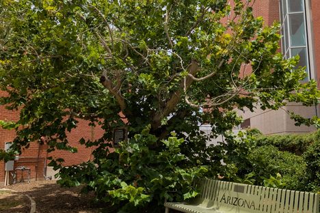 Apollo 14 Bicentennial Moon Tree