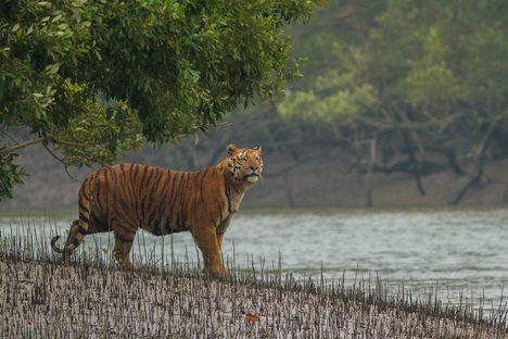 A tiger steps out in a biosphere reserve in the Sundarbans.