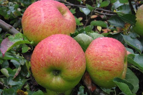 Bramley apples are usually used for cooking, rather than eating raw.