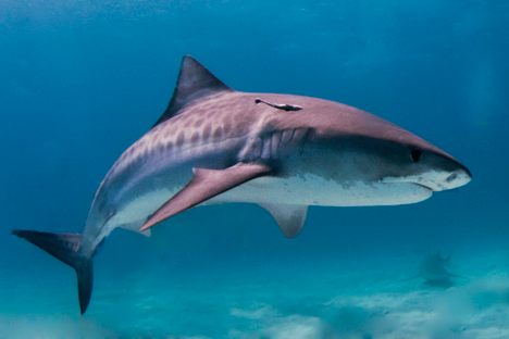 In North Carolina, It's Been Shark Week All Summer. Why?