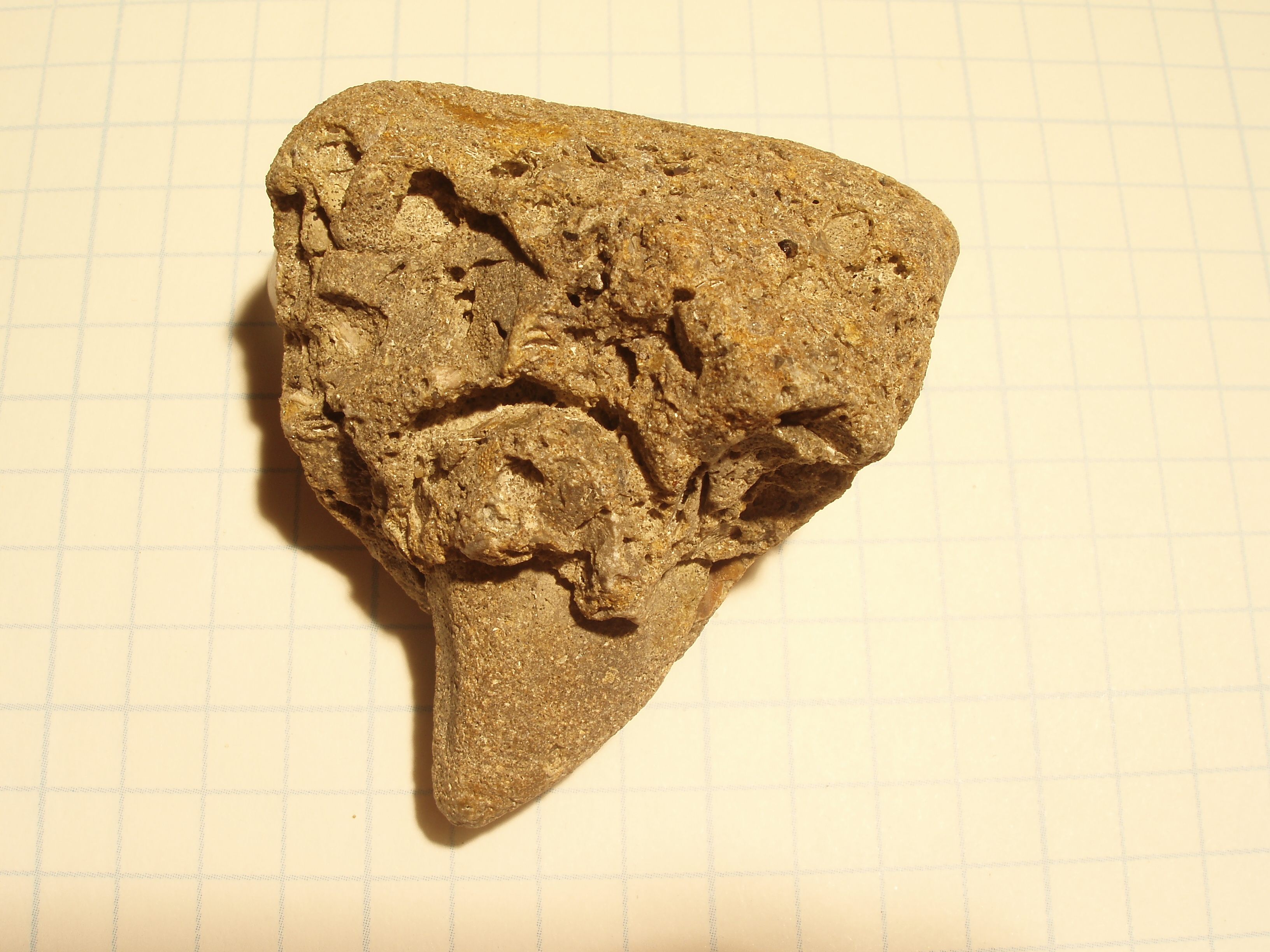 Experts think that this fossil, found on North Carolina's Topsail Island by reader James McKelvey, may have once been the toe of a giant sloth.