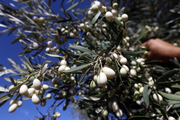 White olive trees can be found as far afield as Libya.