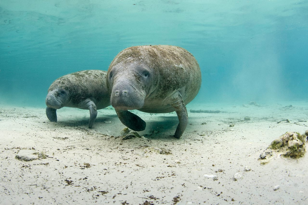 A mother manatee and her baby swim through the water in Crystal River, Florida, where manatees can be found year-round.