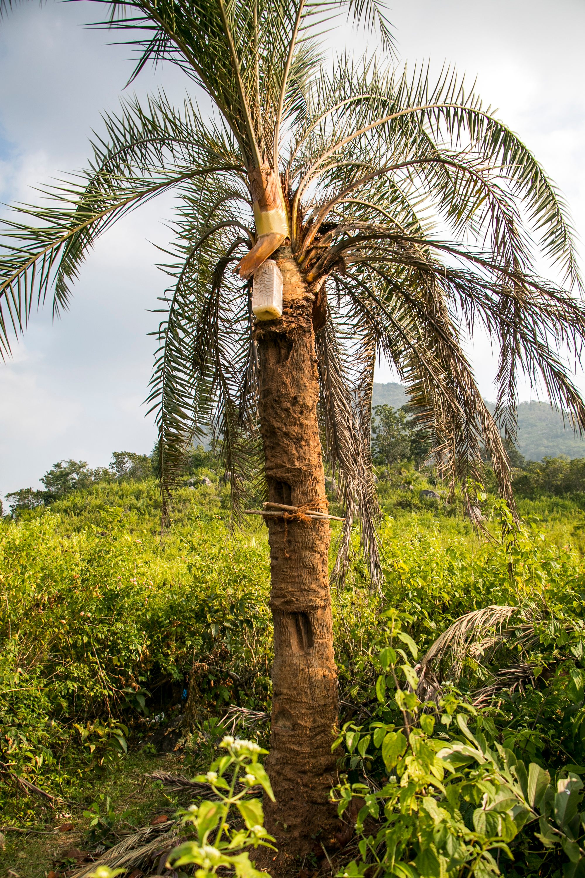 real palmetto tree