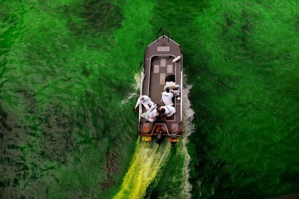 Dyeing the Chicago river green has been a St. Patrick’s Day tradition since 1962.