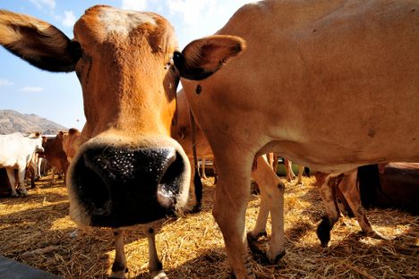 Why a Saudi Company is Buying Thousands of Acres of Parched Farmland in California