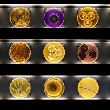 Micropia