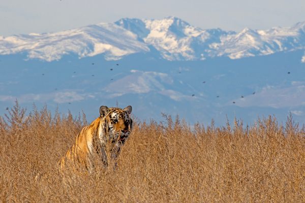 The sanctuary—the oldest and largest carnivore sanctuary in the world—rescues 50 to 100 animals per year.