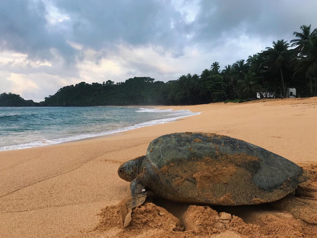 The endangered sea turtles of São Tomé now have the island's biggest pop star on their side.