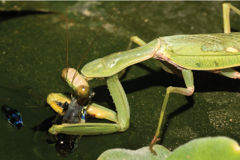 A praying mantis gnawing on a guppy.