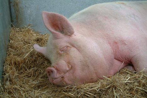 Scientists Are Trying to Grow Human Organs Inside of Pigs