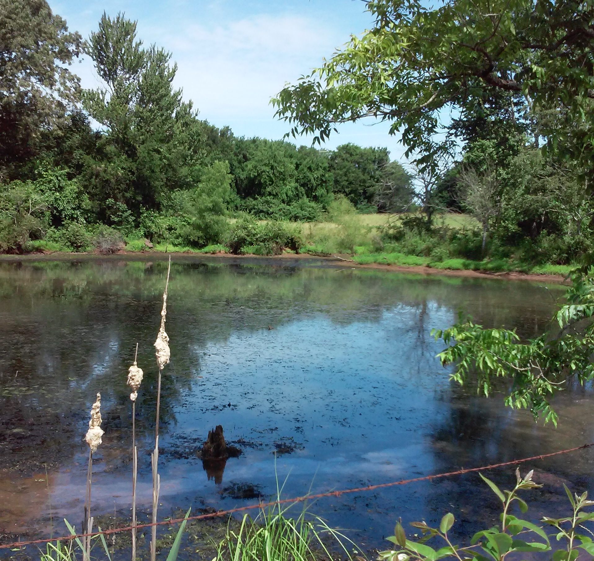 One of the springs at Beaverdam inhabited by the sunfish, before construction began.