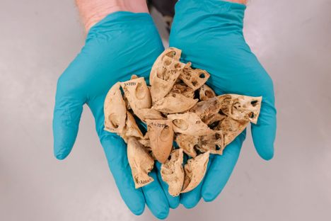 Alan Tennyson holds more than 20 fossilized kakapo beaks. Just 154 of the birds are alive today.