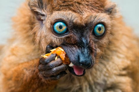 A variety of animals, from birds to mammals, including lemurs, have been observed eating fermented fruit, apparently to get a little tipsy.