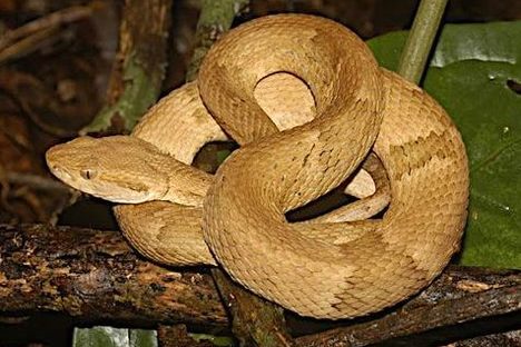 Snake Island’s Venomous Vipers Find a New Home in São Paulo