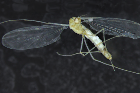 The First Flying Subterranean Insect Discovered in One of the World's Deepest Caves
