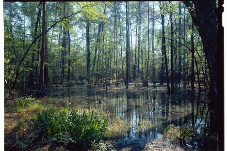 Briarwood: The Caroline Dormon Nature Preserve