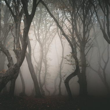 Hoia-Baciu.