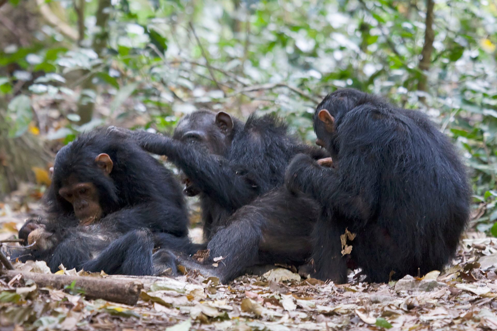 Chimpan-hes and chimpan-shes in Gombe.