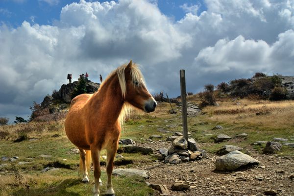 A pony along the trail on Mount Rogers.